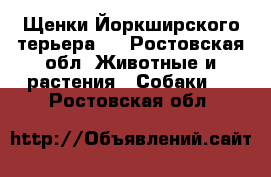 Щенки Йоркширского терьера!  - Ростовская обл. Животные и растения » Собаки   . Ростовская обл.